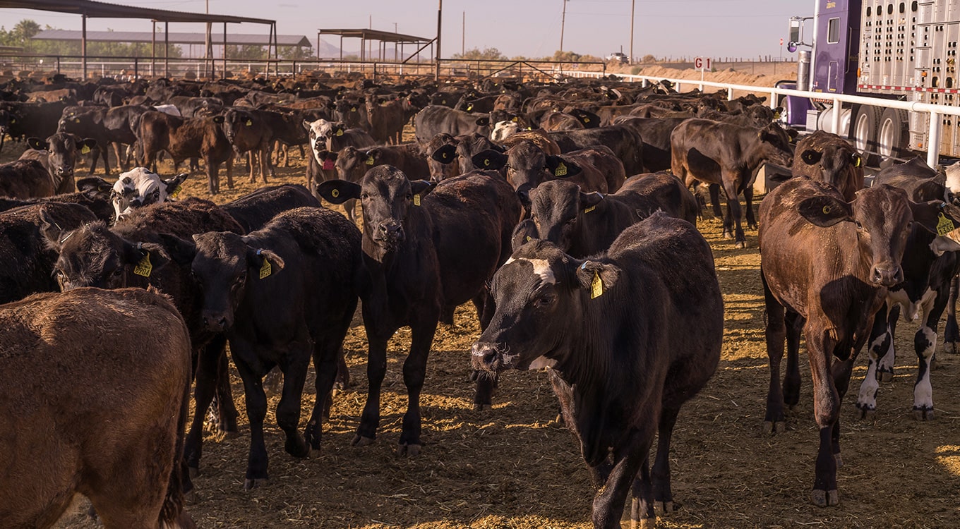 cattle pens vaquero trading