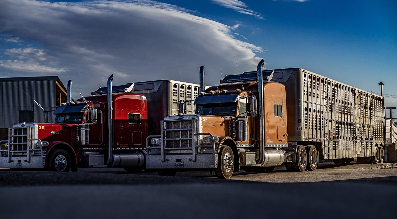 cattle pens logistics transportation vaquero trading