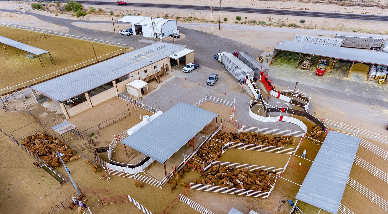 cattle pens transportation vaquero trading